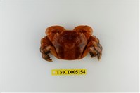 藏品(字紋弓蟹)的圖片